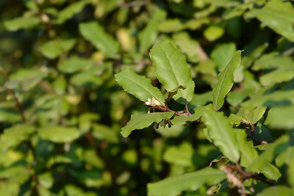 Ebbinges Silberbeerzweig Mit Blüten Lateinischer Name Elaeagnus Submacrophylla — Stockfoto