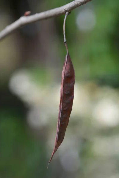 stock image Judas tree seed pod - Latin name - Cercis siliquastrum