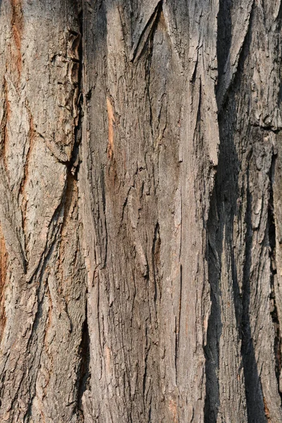 Particolare Corteccia Locusta Nera Nome Latino Robinia Pseudoacacia — Foto Stock