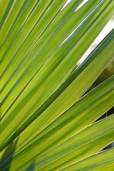 Sabal Palm Green Leaf Detail Latin Name Sabal Palmetto — 图库照片