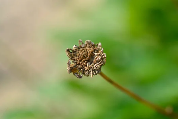 Shasta Daisy Crazy Daisy Seed Head Латинское Название Leucanthemum Superbum — стоковое фото