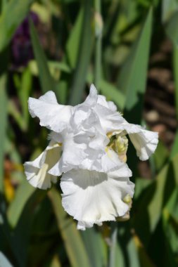 Tall bearded iris Madeira Belle flowers - Latin name - Iris barbata elatior Madeira Belle