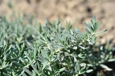 Fruity Germander yaprakları - Latince adı - Teucrium cossonii