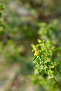 Balearic St Johns-wort çiçek tomurcuğu - Latince adı Hypericum balearicum