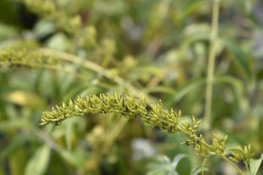 Meyveli yaz leylağı - Latince adı - Buddleja davidii 