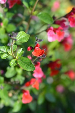 Sage Royal Bumble kırmızı çiçekleri - Latince adı - Salvia greggii Royal Bumble