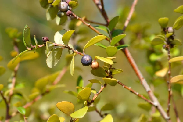 stock image Cape myrtle branch with fruit - Latin name - Myrsine africana