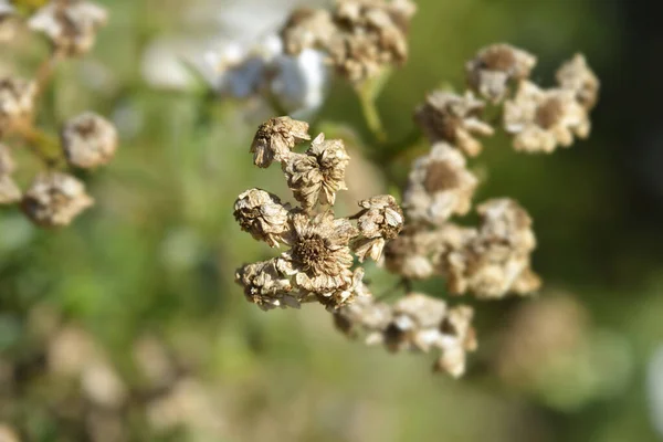 Sneezewort Yarrow Dry Seed Heads Latin Name Achillea Ptarmica — Stock Photo, Image