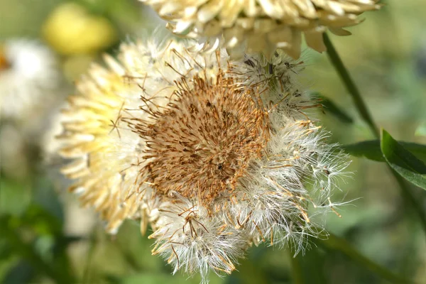 Straw Flower Hairy Seed Head Latin Name Xerochrysum Bracteatum — Stock Photo, Image