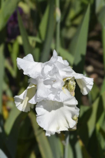 Tall Bearded Iris Madeira Belle Flowers Latin Name Iris Barbata — Zdjęcie stockowe