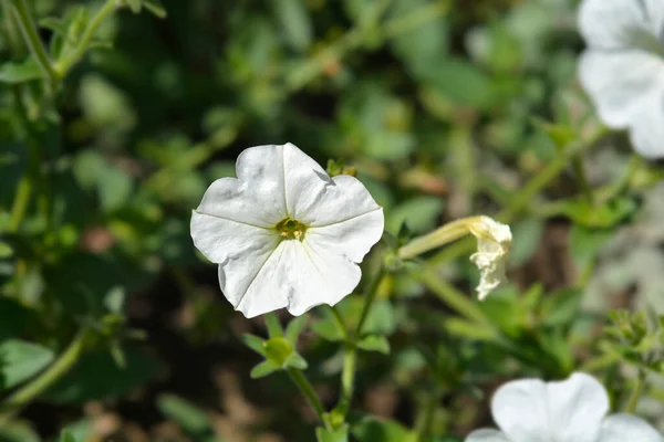 Flores Grandes Petunia Blanca Nombre Latino Petunia Axillaris —  Fotos de Stock