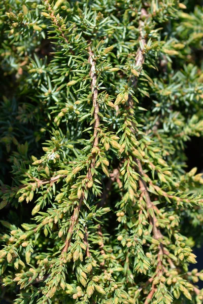 Juniper Green Carpet Λατινική Ονομασία Juniperus Communis Green Carpet — Φωτογραφία Αρχείου