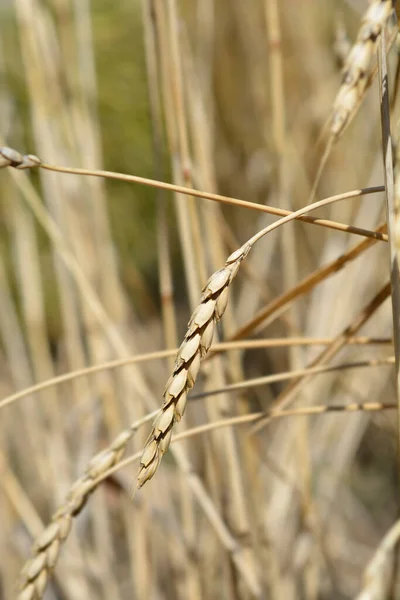 Dinkel Wheat Latin Name Triticum Spelta — Stock Photo, Image