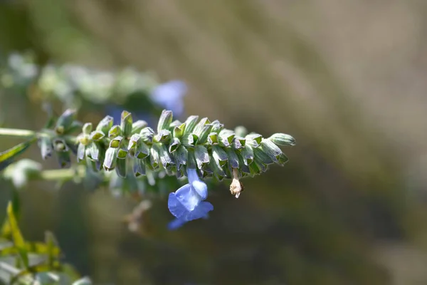 Dobó Zsálya Kék Virág Mag Hüvelyek Latin Név Salvia Azurea — Stock Fotó
