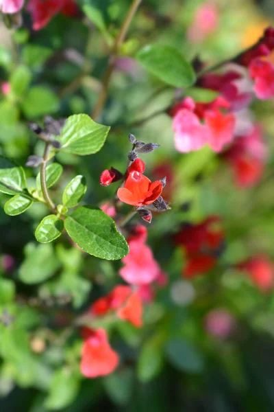 Salbei Royal Bumble Rote Blüten Lateinischer Name Salvia Greggii Royal — Stockfoto