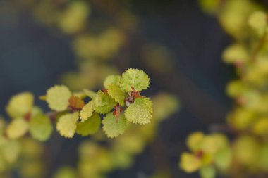 Latince adı Betula nana Altın Hazine olan Artctic dwarf huş ağacı altın hazine dalı