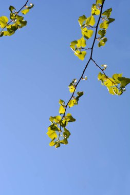 Mavi gökyüzüne karşı yaprakları olan Moğol kireç dalları - Latince adı - Tilia mongolica