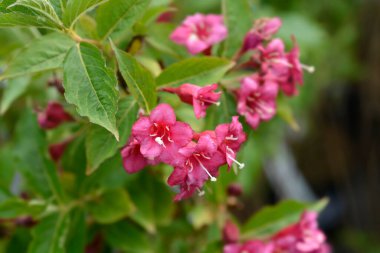 Weigela Bristol Ruby red flowers - Latin name - Weigela florida Bristol Ruby