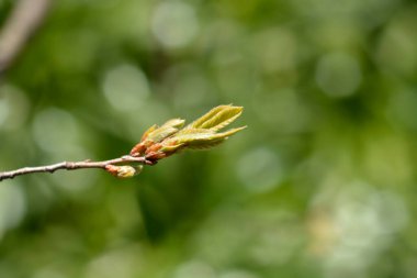 Lebanon oak branch with new leaves - Latin name - Quercus libani