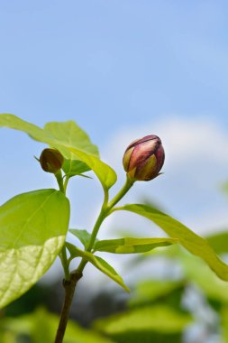 Aphrodite Sweetshrub branch with flower bud - Latin name - Calycanthus x Aphrodite