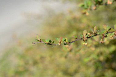 Japanese barberry branch with leaves and flower buds - Latin name - Berberis thunbergii