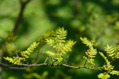 Japon biber ağacı yapraklı ve çiçekli - Latince adı - Zanthoxylum piperitum