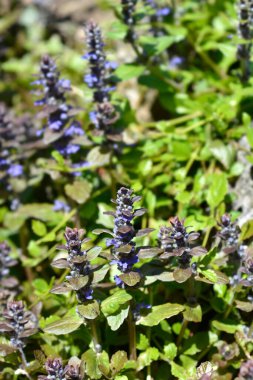 Bugle Çok Renkli Çiçekler - Latince adı - Ajuga Reptans Multicolor