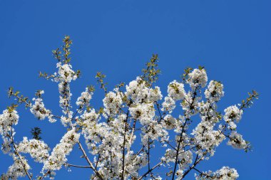 Mavi gökyüzüne karşı beyaz çiçekli tatlı kiraz dalları Latince adı Prunus avium