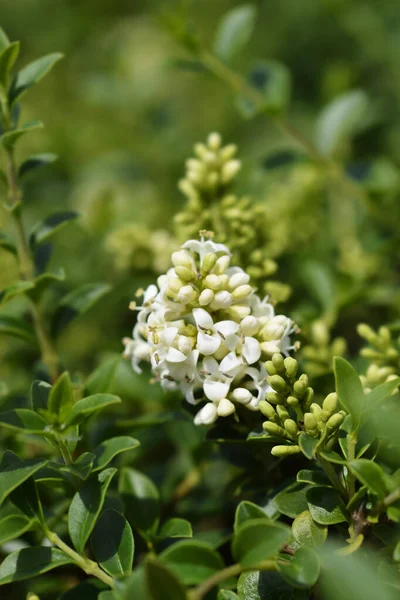 Delavay Privet Białe Kwiaty Łacińska Nazwa Ligustrum Delavayanum — Zdjęcie stockowe
