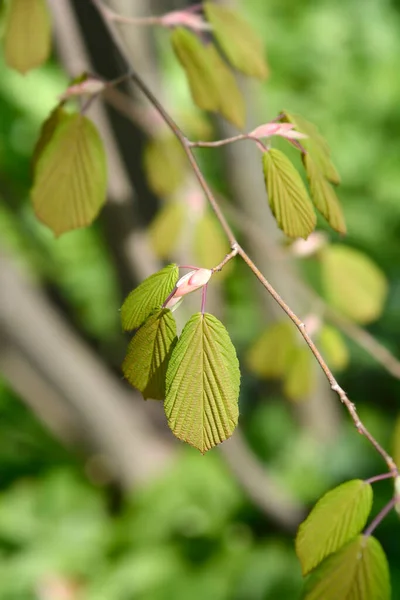 Chinese Winter Hazel Branch New Leaves Latin Name Corylopsis Willmotiae — Stock Photo, Image