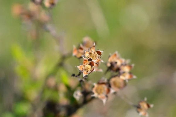 Shrubby Cinquefoil Dry Branch Seed Heads Latin Name Potentilla Fruticosa — Stock fotografie