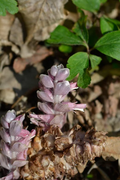 Common Toothwort Pink Flower Latin Name Lathraea Squamaria — 图库照片