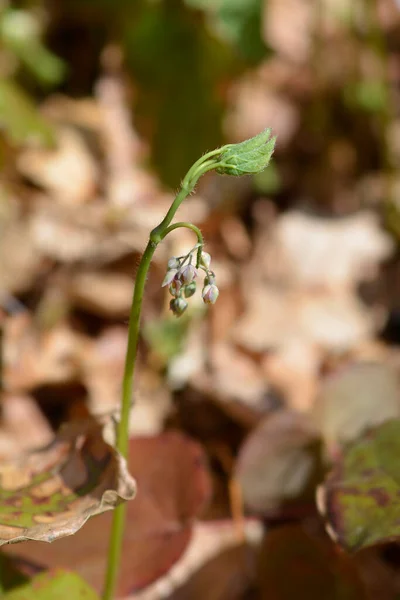 Άνθη Και Φύλλα Του Φυτού Alpine Barrenwort Λατινική Ονομασία Epimedium — Φωτογραφία Αρχείου