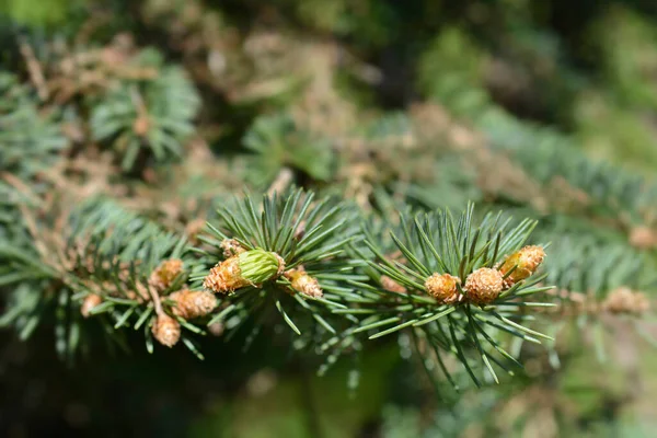 Colorado Modré Smrkové Větve Novými Jehlami Latinský Název Picea Pungens — Stock fotografie