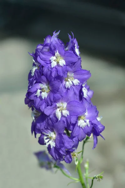 Delphinium Blue White Flowers Latin Name Delphinium Magic Fountain Blue — 스톡 사진