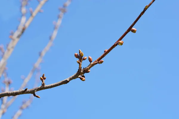 Japán Virágzó Cseresznye Kanzan Ágak Virág Levél Rügyek Ellen Kék — Stock Fotó