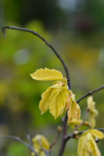 Common Hazel Lombardii New Leaves Latin Name Corylus Avellana Lombardii — ストック写真