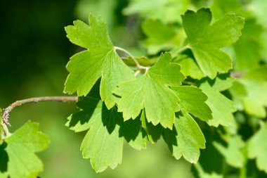 Altın frenk üzümü yaprakları - Latince adı - Ribes aureum