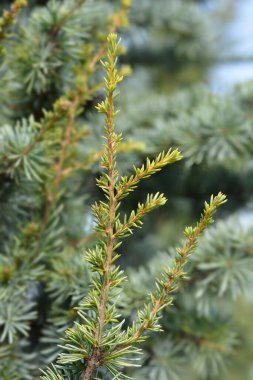 Latince adı Cedrus Atlantica Fastigiata olan Atlas Cedar şubesi