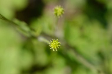 Yünlü düğün çiçeği meyvesi - Latince adı - Ranunculus lanuginosus