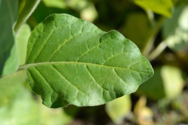 Aztek tütün yaprakları - Latince adı - Nicotiana rustica