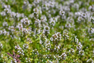 Bahçe kekik yaprakları ve çiçekler - Latince adı - Thymus vulgaris