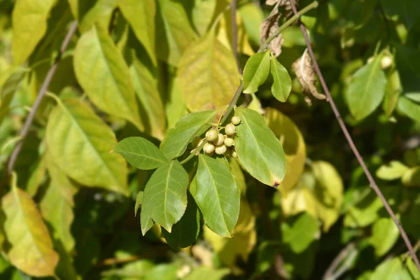 Λευκό Κλαδί Φύλλα Και Φρούτα Λατινική Ονομασία Euonymus Europaeus Albus — Φωτογραφία Αρχείου