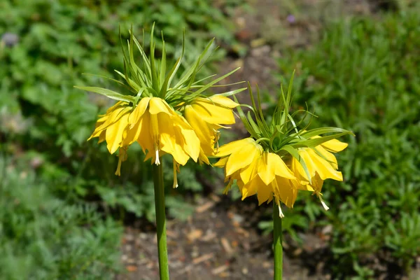 Kraliyet Lutea sarı çiçekleri - Latince adı - Fritillaria imperialis Lutea