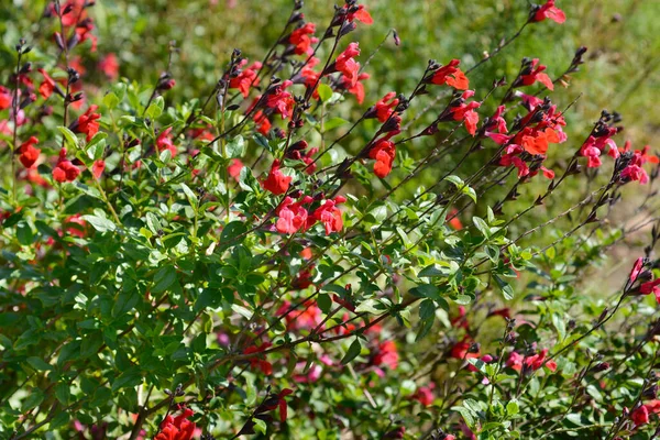 stock image Sage Royal Bumble red flowers - Latin name - Salvia greggii Royal Bumble