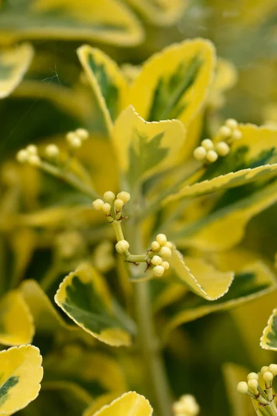 Japanes Spindle Aureus Flower Buds Latin Name Euonymus Japonicus Aureus — Stock Photo, Image