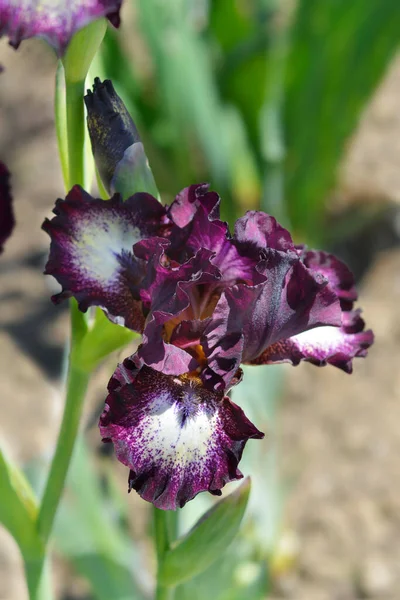Mellanliggande Skägg Iris Spectator Blomma Latinskt Namn Iris Spectator — Stockfoto