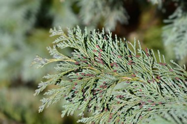 Lawsons Cypress Triomf van Boskoop, Latin adı Chamaecyparis lawsoniana Triomf van Boskoop.