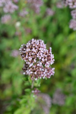 Genel marjoram pembe çiçekleri - Latince adı - Origanum vulgare
