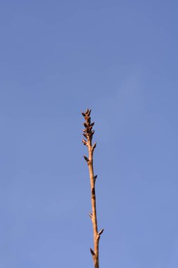 Mavi gökyüzüne karşı tomurcukları olan Japon kiraz ağacı Kanzan dalı - Latince adı - Prunus serrulata Kanzan